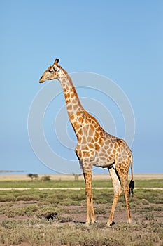 Giraffe on Etosha plains, Namibia