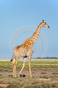 Giraffe on Etosha plains - Namibia