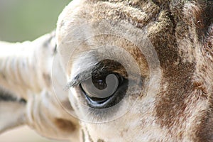 Giraffe eye