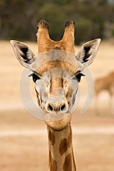 Giraffe at eye level