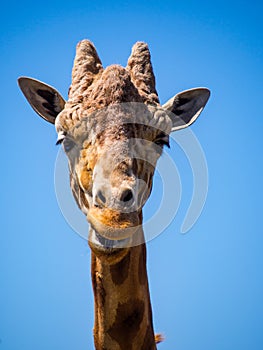 Giraffe Face Close Up Against Blue Sky