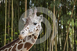 Giraffe face close up and turning towards the viewer with bamboo in background