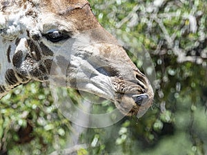 Giraffe face closeup photo
