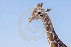 Giraffe Face And Neck