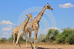 Giraffe - Face pulls and water