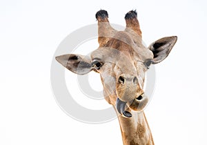 giraffe face with tongue on white.