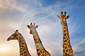 Giraffe familly standing side by side