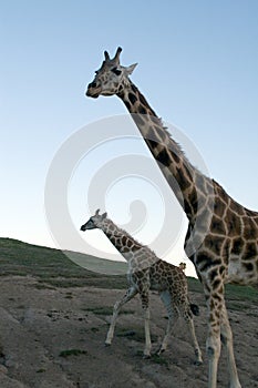 Giraffe family