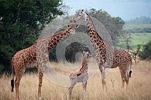 Giraffe Family img