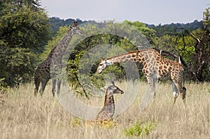 Giraffe Family