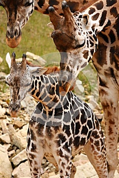 Giraffe family