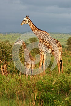 Giraffe Family Feeding Time