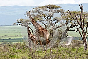 Giraffe family grazing near acacia tree African savanna