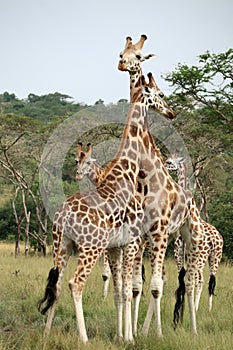 Giraffe Family Group