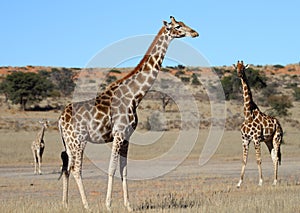 Giraffe family in the Kalahari