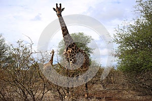 Giraffe family in Kruger National Park