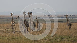 Giraffe family on land with sky background