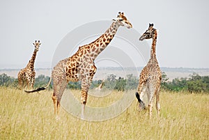 Giraffe Family - Masai Mara, Kenya