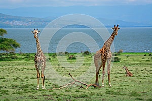 Giraffe family Naivasha