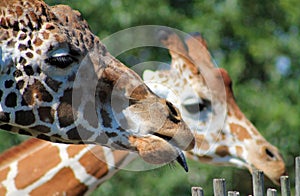 Giraffe family portrait with tongue out