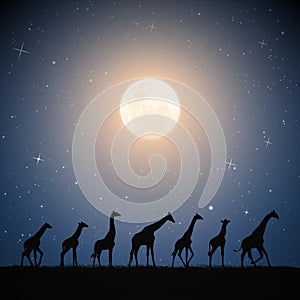 Giraffe family in savannah. Animal silhouette. Full moon in night sky