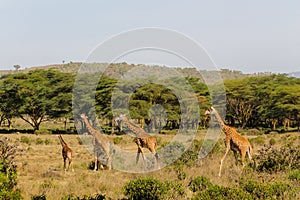 Giraffe family in savannah