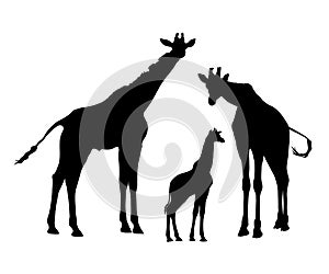 Giraffe family silhouette ~