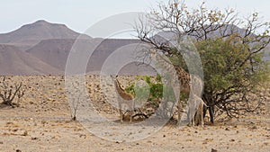 Giraffe family standing together on a dry savanna