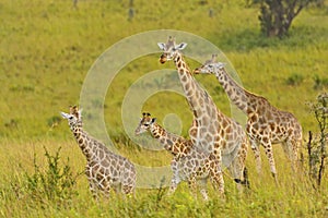 Giraffe Family in the Veldt