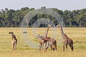 Giraffe family walking on the plains of the Masai Mara