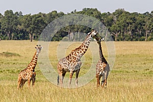 Giraffe family walking on the plains of the Masai Mara