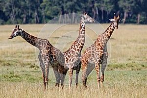 Giraffe family walking on the plains of the Masai Mara