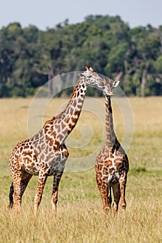 Giraffe family walking on the plains of the Masai Mara