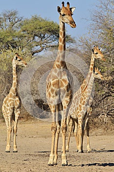 Giraffe Family - Wildlife Background of Watchers in Africa