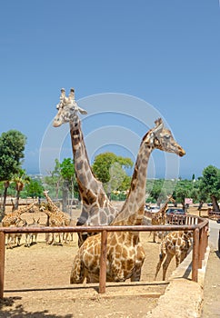 Giraffe in Fasano apulia safari zoo Italy