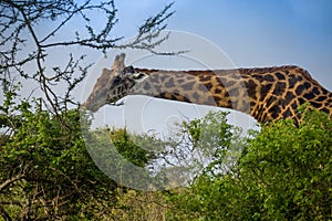 Giraffe feasting in the crown of accacia tree