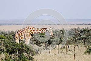 Giraffe feeding Acacia canopy