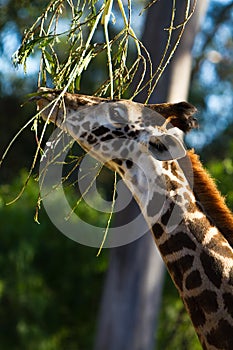 Giraffe feeding on branches