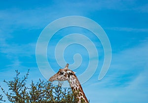 Giraffe Feeding- Graceful Encounter