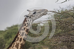 Giraffe feeding at Ngorongoro National Park.