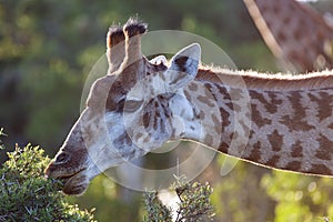 Giraffe feeding thorn tree afternoon