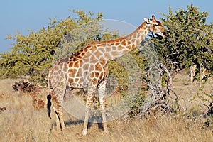 Giraffe feeding on a tree - Etosha National Park