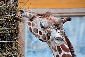 Giraffe feeding in zoo