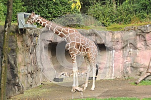 Giraffe feeding at the zoo from box