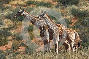 Giraffe female griaffa camelopardalis in the Kgalagadi Transfrontier National Park