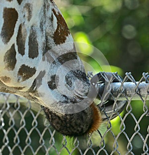 Giraffe fence tongue zoo Naples Florida