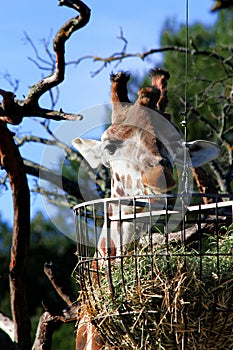 A giraffe that fetches its food from a basket