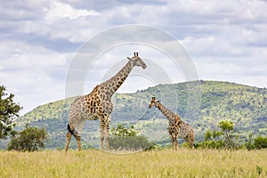 Giraffe in field south africa