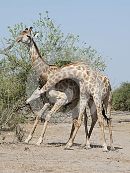 Giraffe fighting