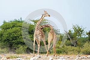 Giraffe fighting in Etosha National Park in Namibia